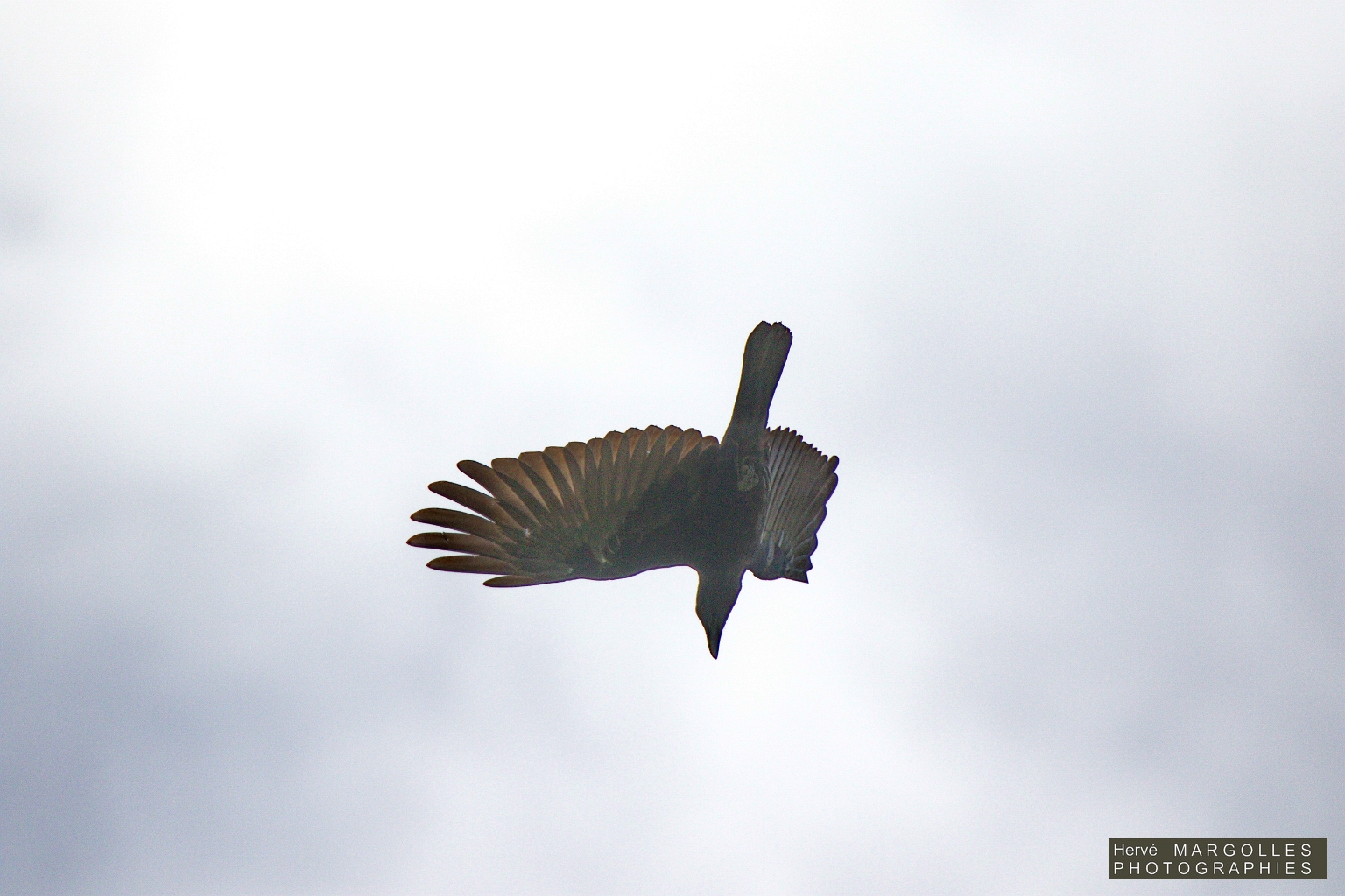 Grand Corbeau.jpg